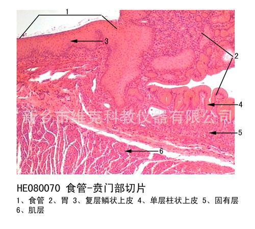 食管-贲门部切片 组织学与胚胎学 消化系统 动植物切片 显微玻片