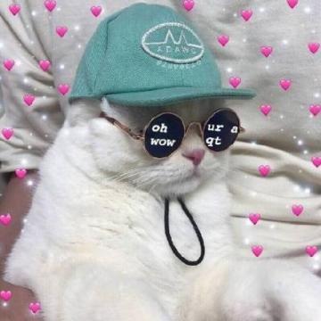 最新微信猫咪头像可爱萌萌哒愿与你不期而遇笑脸相迎