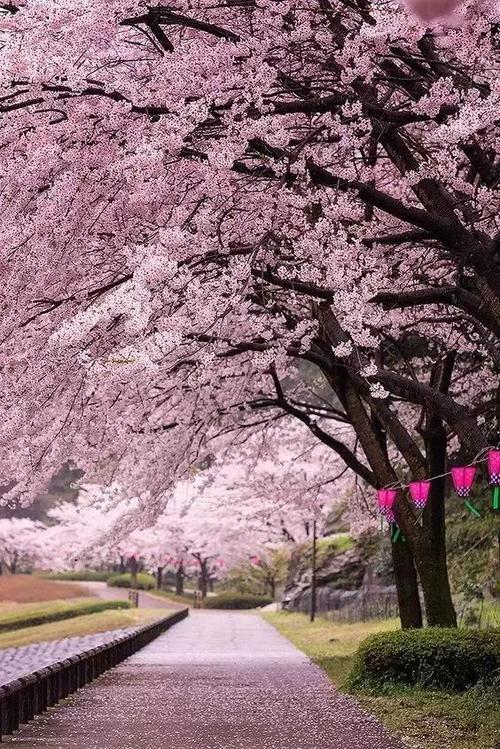 只有日本的樱花才最好看?加拿大表示不服!