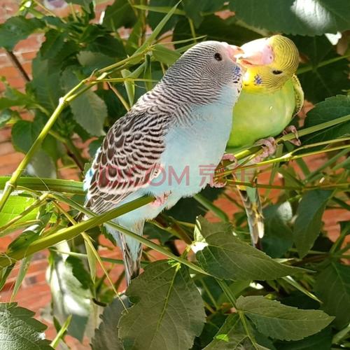 牡丹鹦鹉活体鸟牡丹黄桃宠物鸟黄桃鹦鹉爱情鸟鹦鹉玄风说话鸟黄桃鹦鹉