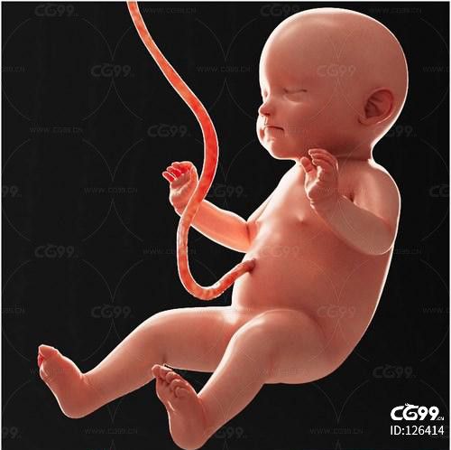 婴儿脐带胎儿母胎