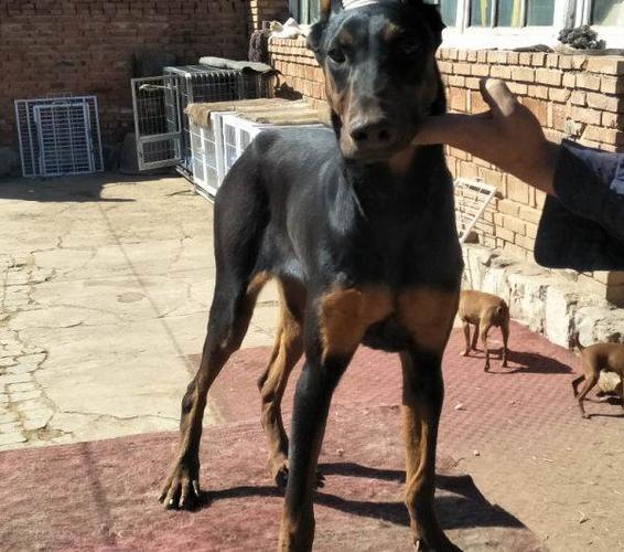 自家杜高杜宾马犬泰迪