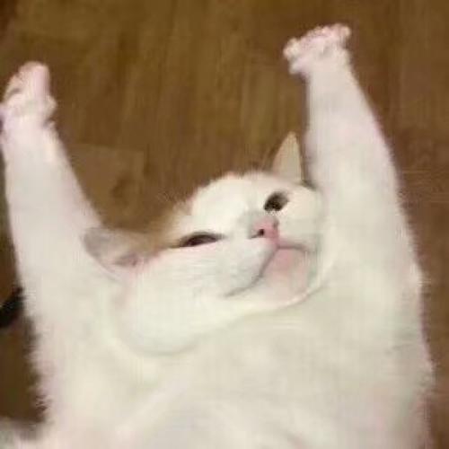 猫咪狗狗老鼠表情包可爱蠢萌套路小表情大表情