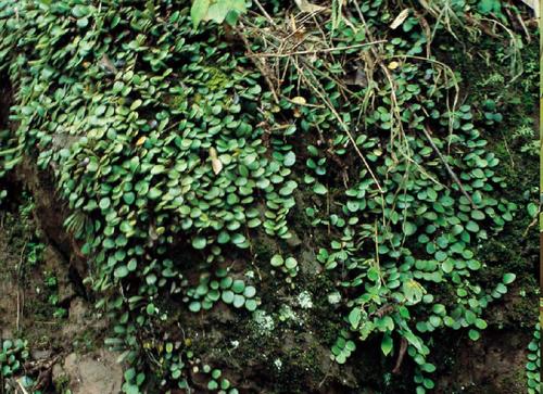 钱币石韦-中国云南野生蕨类植物彩色图鉴-图片