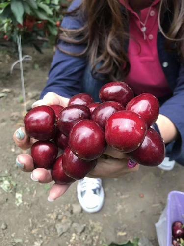 美早苗 车厘子 美早 俄八大樱桃树 果大味甜汁多 南北方种植