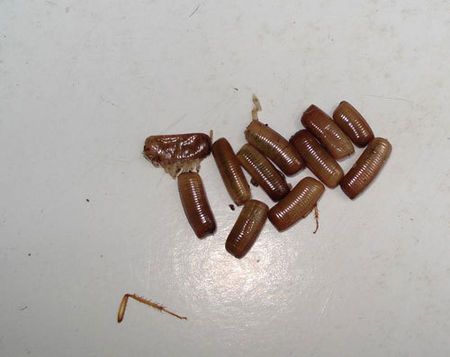 蟑螂的卵是什么样子的?