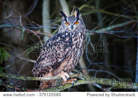 beautiful eurasian eagle owl bird