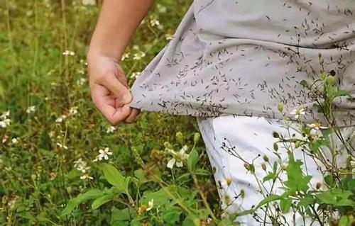 屋边长出"鬼针草",看到别烦,是福气,价值很高