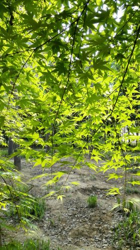 总有自己的春天