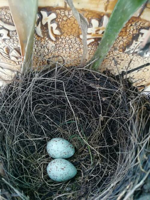 小鸟孵化全过程