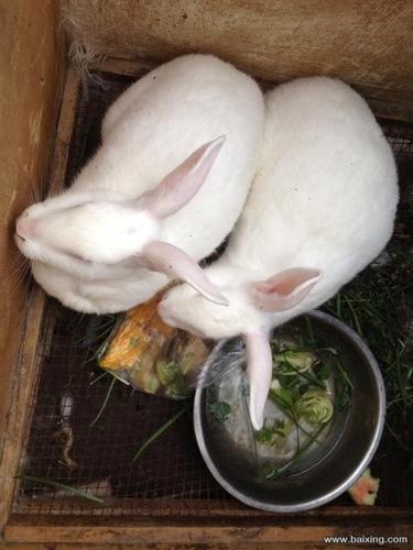 马上下小兔子的一对超大体格大白兔出售