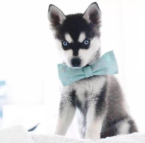 哇!这只蓝眼睛小二哈莫名有点帅得过分了啊