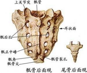 骶骨是脊椎骨的组成部分,由五块骶椎合成,上接第五腰椎,下连尾骨.