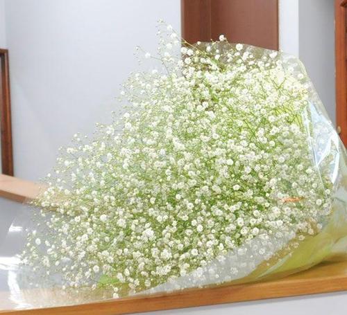 满天星(别名:锥花丝石竹,圆锥花丝石竹,丝石竹,锥花霞草)