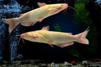 黄沙鱼图片友吗