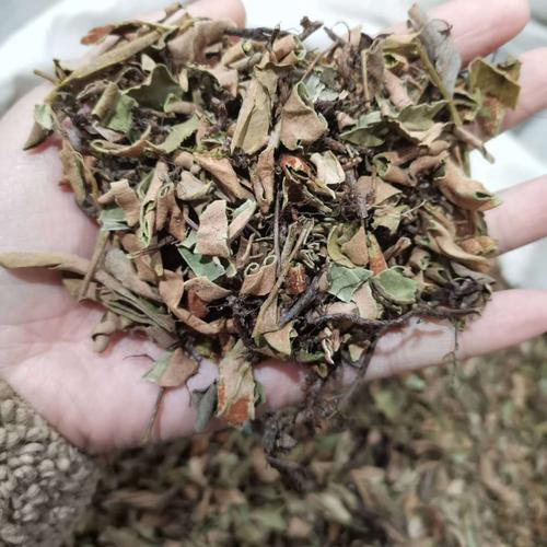 石韦 中药材 小叶石韦 石背柳 实图拍摄 一手货源