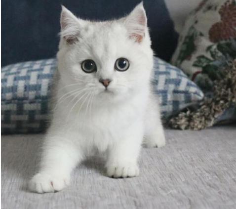 英短银渐层幼崽纯种小猫咪活的猫小奶猫活物幼猫活体宠物幼猫猫