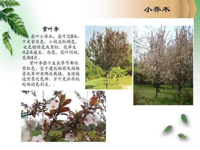 园林常用小乔木及灌木ppt