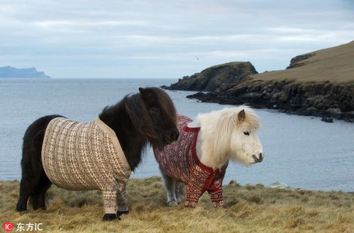 马中"萌神"!晒晒可爱到爆的矮种马