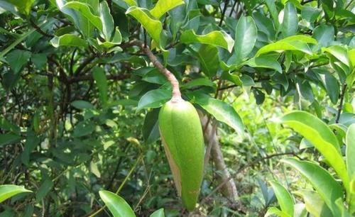 这植物,俗称"断肠根",是中药"八大毒"之一,若遇见,别乱碰