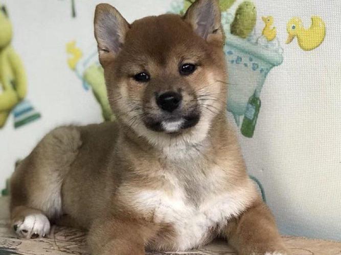 【5图】柴犬 1只(公) 3个月零26天 宠物级_北京宠物狗