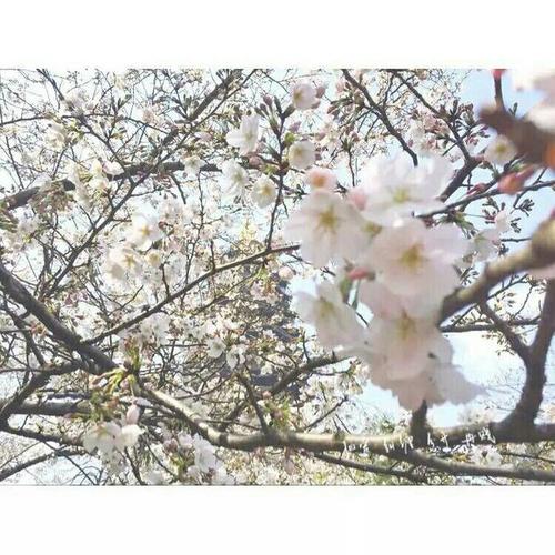 《白桃花》