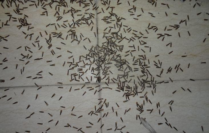 白蚁俗称"白蚂蚁,飞蚂蚁,涨水蛾,大水蛾"等,属最古老的群居社会性昆虫