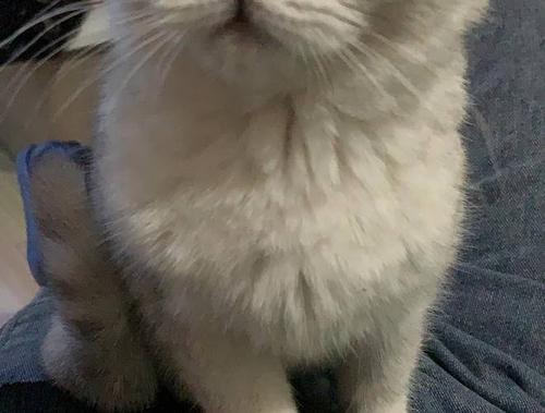 疫苗齐全,毛色好品相好,一直喂养卵磷脂,营养膏,有人看上猫儿吃的都送