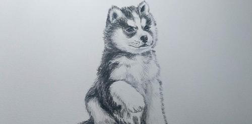 原创同样是画哈士奇:老师的无可挑剔,学霸的呆萌,看到学渣:秀儿是你吗