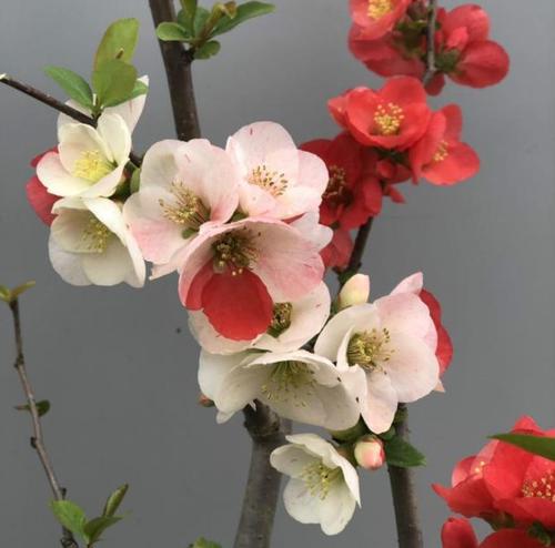 日本东洋锦海海棠花植物盆景复色海棠盆栽耐寒花卉