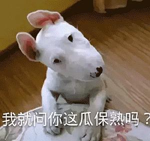 狗狗表情包