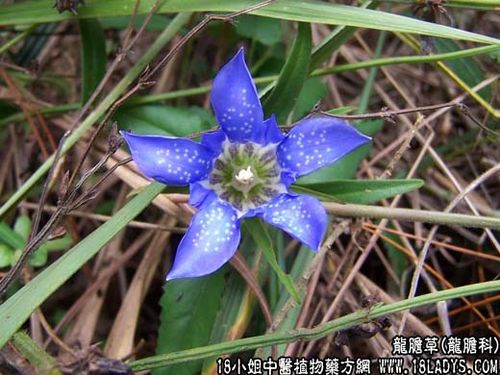 龙胆草水龙胆龙胆科