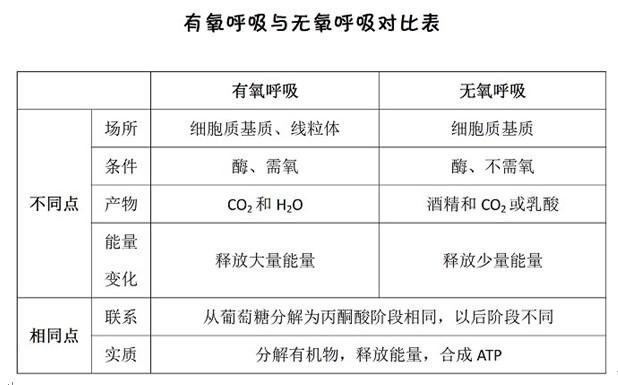 高中生物知识点:有氧呼吸和无氧呼吸