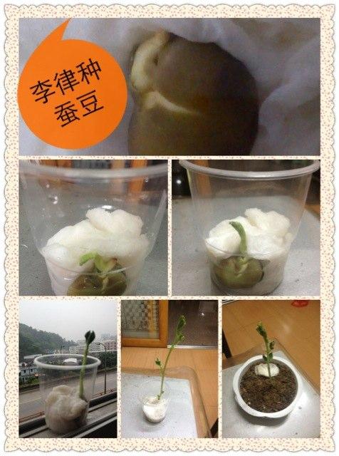 蚕豆种子成长记