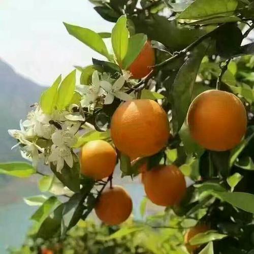 秭归橙子