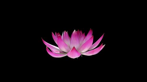 佛教系列之莲花(360度视角量身定制)