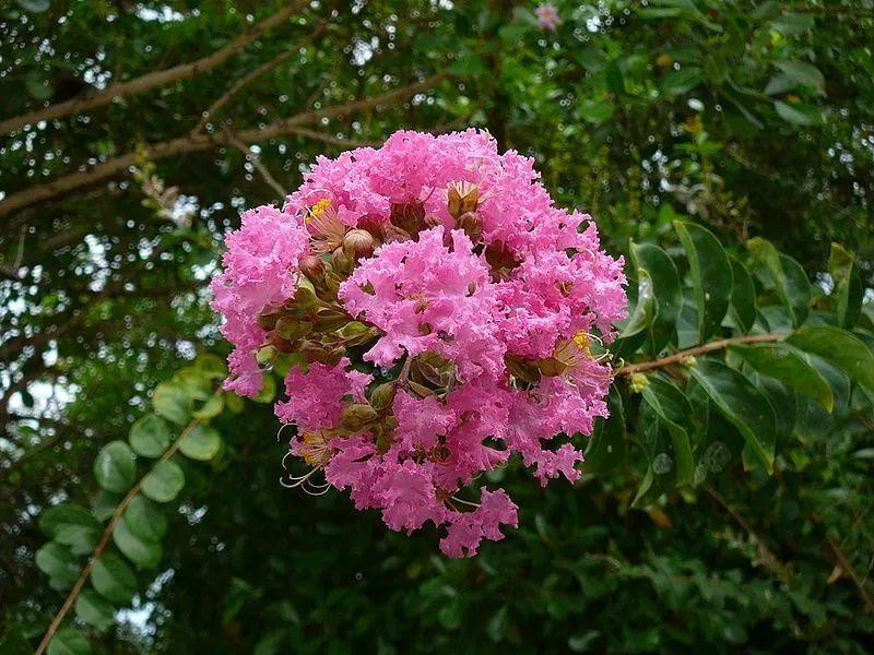 答案揭晓你知道钦州市花是什么吗