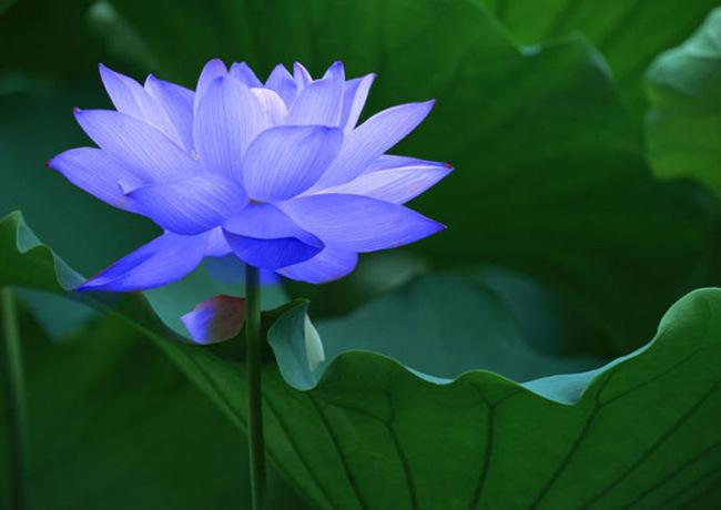 森冉生物蓝莲花提取物101蓝睡莲提取物