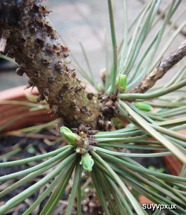 红蜘蛛和蚜虫病害,是这株黑松的常见虫害,另外也还有松梢螟,蚧壳虫
