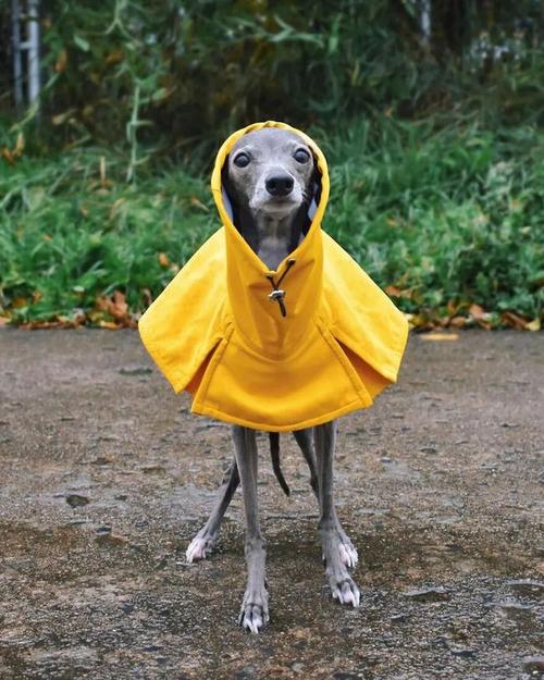 别不信你可能还没一只狗会穿衣服