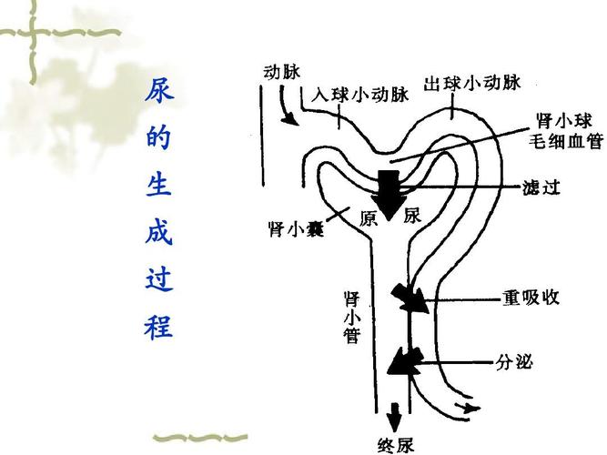 泌尿系统图文图解
