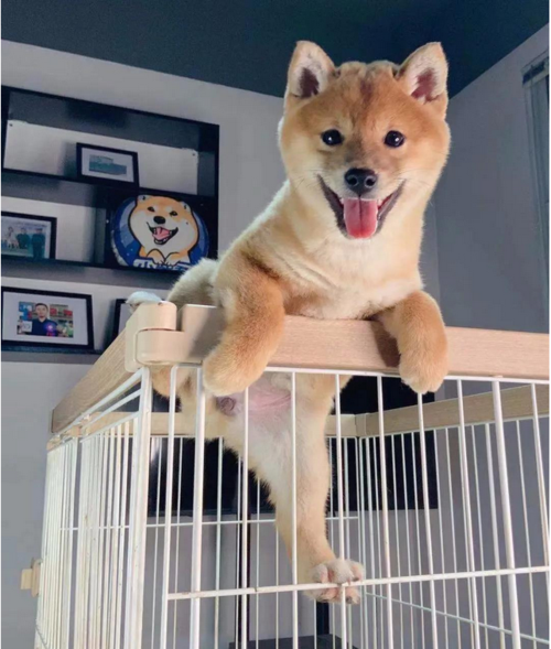 柴犬吃啥长肉,柴犬饲养小窍门.