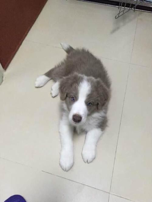 供求 出租               自家边牧妈妈生的蓝色边境牧羊犬,非常漂亮