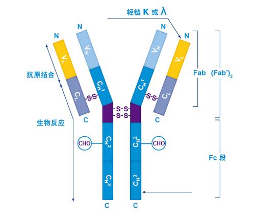 专栏    抗体,也叫免疫球蛋白 (ig),是一种能特异性结合抗原的糖蛋白