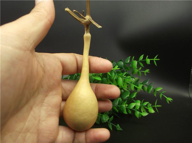 17精品蚂蚁肚葫芦异形天津长嘴葫芦皮质厚实龙头正高约5.