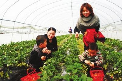 兰州西果园建成草莓采摘基地