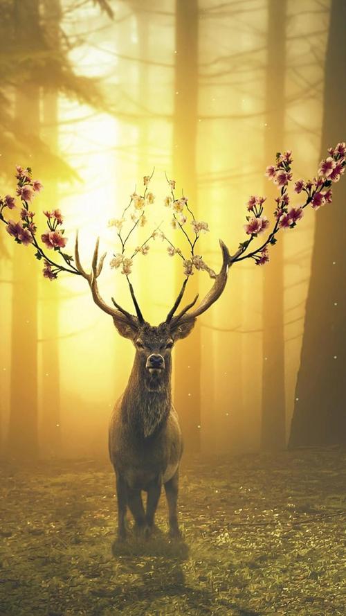 炫彩壁纸秀app |每日一组美图壁纸   动物世界之梅花鹿