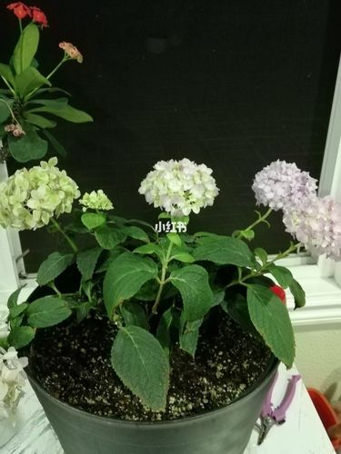 无尽夏的叶子焦了_晒伤_家居家装_家居装饰