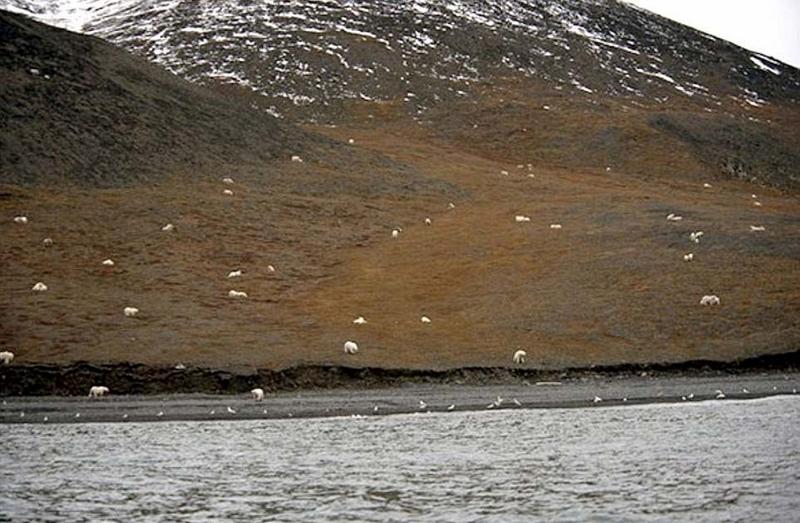 弗兰格尔岛北极熊群享用搁浅鲸鱼残骸