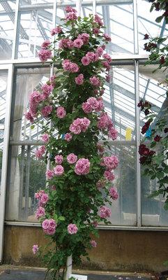 玫瑰月季 阳台月季花 大花 紫晶巴比伦 月季四季开花盆栽花卉